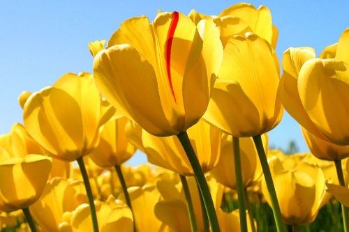 April Newsletter - Resources to help you during COVID-19